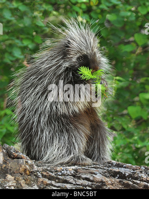 Sitzen auf einem Protokoll Eatting Stachelschwein Stockfoto