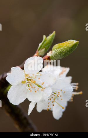 Pflaumenbaum blühen; Cornwall Stockfoto