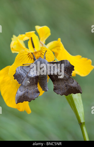 Pappel Hawkmoth; Laothoe Populi; auf einer iris Stockfoto