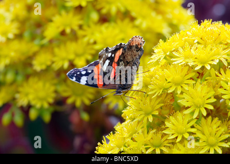Red Admiral Schmetterling; Vanessa Atalanta; auf Blumen Stockfoto