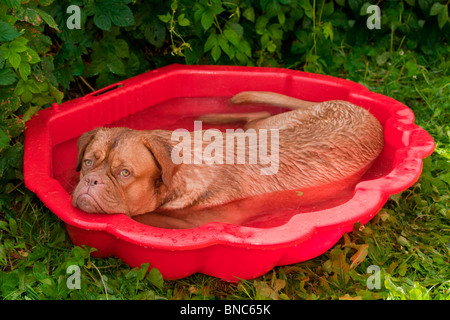 Hund in einem kleinen Pool, die müde von der Hitze des Sommers Stockfoto