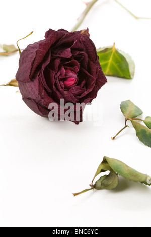 rot tot Roseé Konzept der verlorenen Liebe Stockfoto