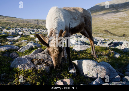 Young Bull Rentier Fütterung hoch auf Cairn Toul im Cairngorms Stockfoto