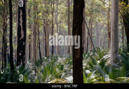 Queensland Australien Eukalyptus Wald verbrannt Altbaumbestand New/Regeneration Nr Kieselstrand Stockfoto