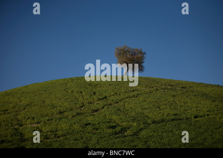 Ein einsamer Baum wächst auf einem Hügel im Dorf Zahara De La Sierra, Provinz Cadiz, Andalusien, Spanien, 28. März 2010 Stockfoto