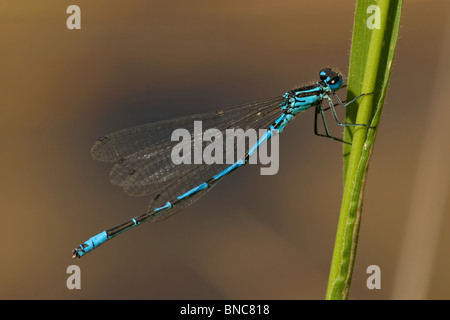 Männliche Azure Damselfly Coenagrion Puella, England. Stockfoto