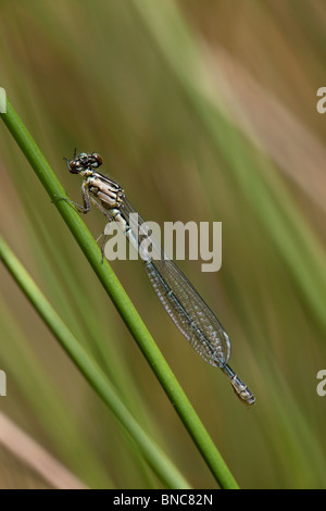 Weibliche Azure Damselfly Coenagrion Puella, Cheshire, England. Stockfoto