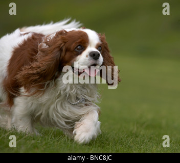 Cavalier King Charles Spaniel ausgeführt, Island Stockfoto