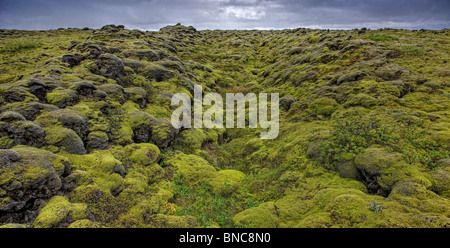 Moos bedeckten Lava auf der südlichen Küste von Island Stockfoto