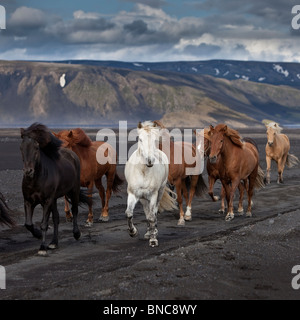 Bewegliche Herde von Islandpferden am schwarzen Sandstrand von Maelifellssandi, Gletscher Mýrdalsjökull, Island Stockfoto