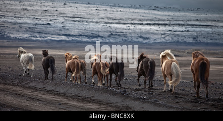 Bewegliche Herde von Islandpferden am schwarzen Sandstrand von Maelifellssandi, Gletscher Mýrdalsjökull, Island Stockfoto