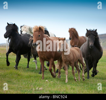 Herde von Islandpferden unterwegs, South Coast Island Stockfoto