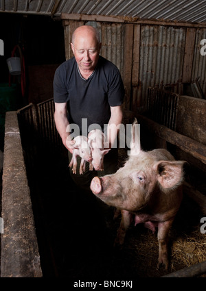 Schweine auf Schweinefarm, Hornafjördur, Island Stockfoto