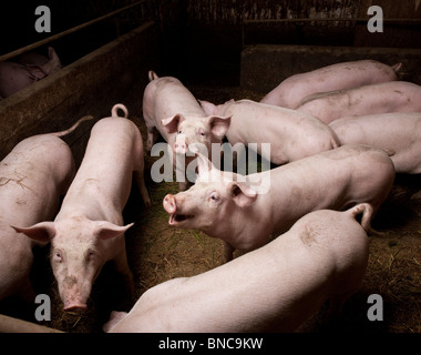 Schweine auf Schweinefarm, Hornafjördur, Island Stockfoto