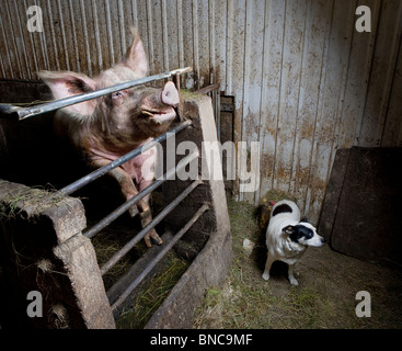 Schwein mit Hund in Bauernhaus, Island Stockfoto