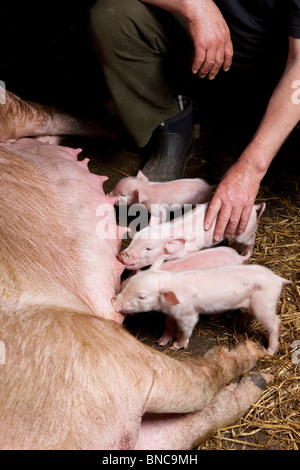 Schweine auf Schweinefarm, Hornafjördur, Island Stockfoto