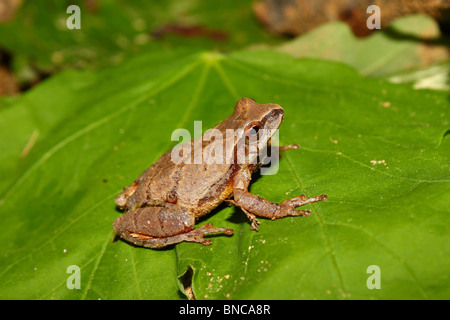 Spring Peeper (Pseudacris Crucifer) in Alabama Stockfoto