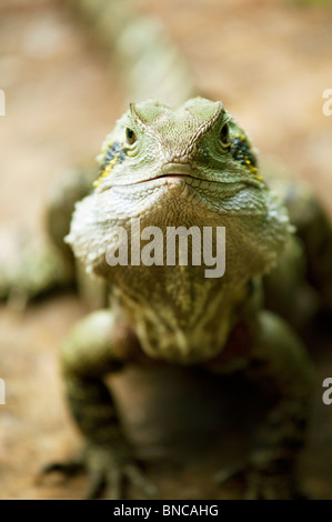 Kopf Eastern Water Dragon, Sub-tropischen Küste-Linie, Byron Bay Area, Australien. Stockfoto