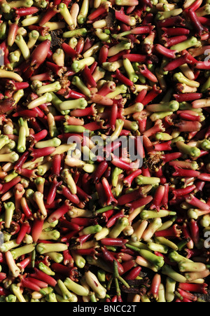 Frisch geerntete Nelken trocknen in der Sonne Syzygium Aromaticum Munduk Bali Indonesien Stockfoto