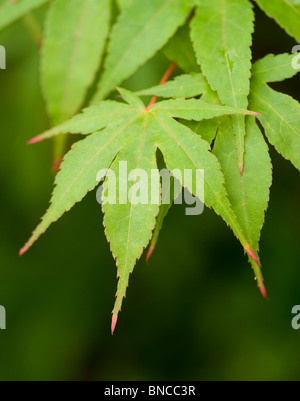 Acer Palmatum 'Osakazuki' Stockfoto