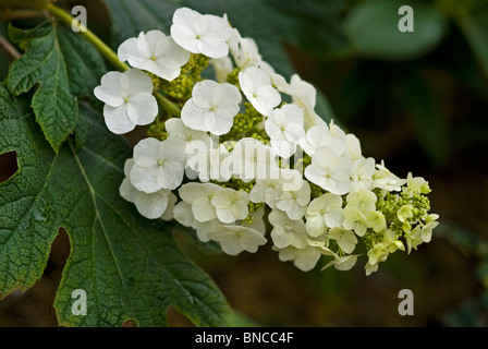 Hydrangea Quercifolia Snow Queen, Spätsommer. Hydrangeaceae Stockfoto