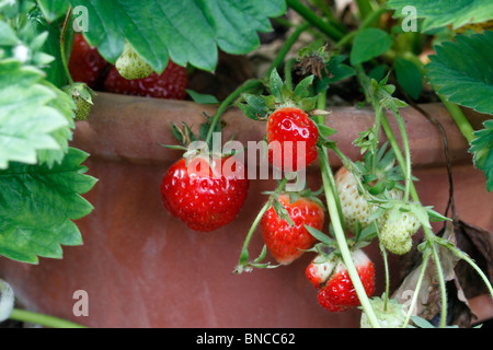 Topf angebaute Erdbeeren, Fragaria Ananassa - Rhapsodie. Lange konische Früchte, die groß bis mittelgroß mit einem attraktiven Hochglanz-rot und feste Fleisch sind. Früchte sind saftig und haben guten Geschmack. Stockfoto