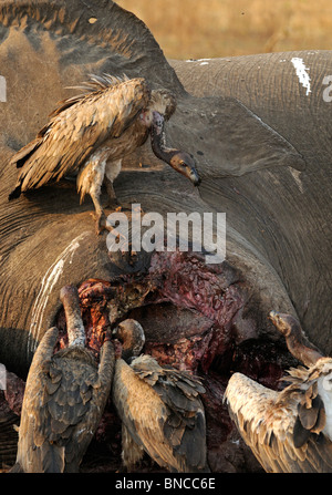 Weißrückenspecht Geier (abgeschottet Africanus) Fütterung auf Elefanten Körper (Loxodonta Africana), South Luangwa-Nationalpark, Sambia Stockfoto