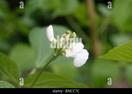 Runner Bean Pflanze Phaseolus Coccineus, ungewöhnlich für Stangenbohnen, dass dieser weiße Blüten hat. Emergo Keniabohne eine weiß blühende Form, produziert es eine Fülle von Hülsen 20-30cm lang, mit zart und schmackhaft Bohnen Stockfoto