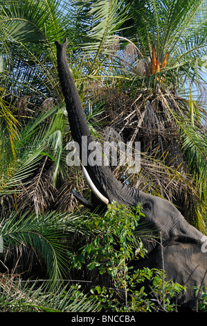 Afrikanischer Elefant (Loxodonta Africana) Griff nach Essen, Mosi-Oa-Tunya-Nationalpark, Sambia Stockfoto