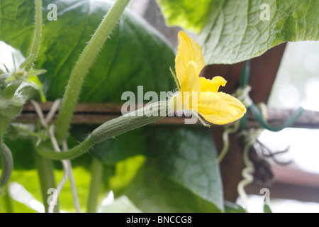 Gurke, Cucumis Sativus, kleine Squash - Anlage ist die Gurke eine schleichende Rebe, die Wurzeln im Boden und wächst Stellwände Stockfoto