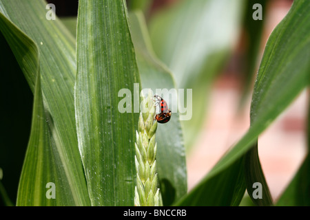 Harlekin-Marienkäfer (Harmonia Axyridis), sich mit einem anderen Harlekin-Marienkäfer. Conspicua und weiblich Succinea ist männlich. Anlage Stockfoto