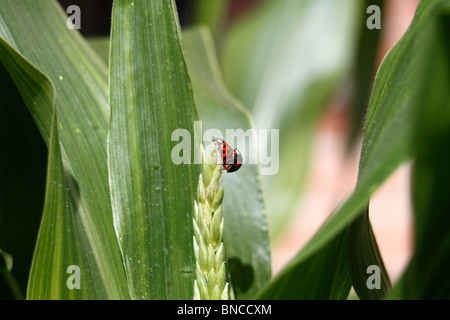 Harlekin-Marienkäfer (Harmonia Axyridis), sich mit einem anderen Harlekin-Marienkäfer. Conspicua und weiblich Succinea ist männlich. Anlage Stockfoto