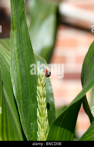 Harlekin-Marienkäfer (Harmonia Axyridis), sich mit einem anderen Harlekin-Marienkäfer. Conspicua und weiblich Succinea ist männlich. Anlage Stockfoto