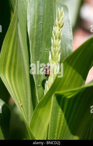 Harlekin-Marienkäfer (Harmonia Axyridis), sich mit einem anderen Harlekin-Marienkäfer. Conspicua und weiblich Succinea ist männlich. Anlage Stockfoto