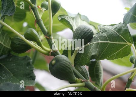 Braun Türkei Feigen, Ficus Carica, Staude, Baum, Obst, u Stockfoto