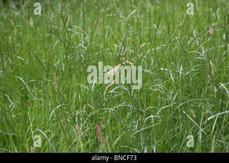 lange überwucherten Rasen Samen in einem Garten in Großbritannien gehen Stockfoto