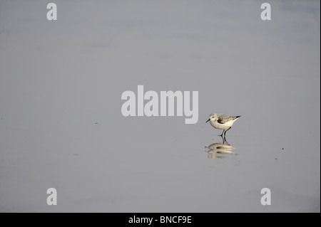 Sanderling (Calidris Alba) zu Fuß auf einem Sandstrand - Lincolnshire England Stockfoto