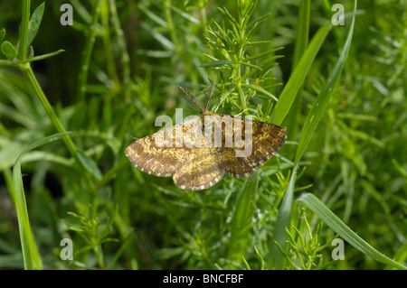 Gemeinsamen Heide (Ematurga Atomaria) stehend mit open Wings auf Pflanzen - Aveyron Frankreich Stockfoto