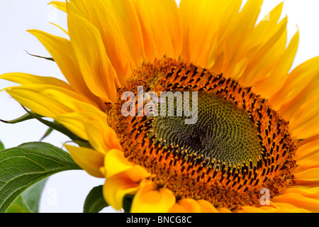 Sonnenblume, Helianthus Annuus, mit Biene, Apoidea, auf weißem Hintergrund Stockfoto