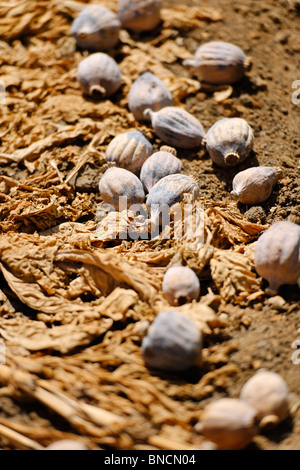 Schlafmohn - Papaver somniferum Stockfoto