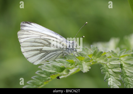 Schmetterling, geädert grün weiß, Pieris Napi, Weiblich ruht auf Vegetation, Norfolk, Großbritannien, Mai Stockfoto