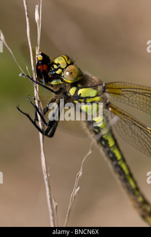 Behaarte Dragonfly - Brachytron Pratense. Älter als Marienkäfer Stockfoto