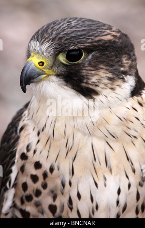Enge, der Kopf von A Saker Falcon Falco cherrug Stockfoto