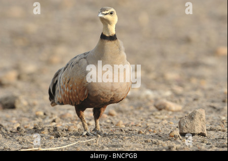 Männliche Kastanie-bellied Sandgrouse Pterocles Exustus, Masai Mara National Reserve, Kenia Stockfoto