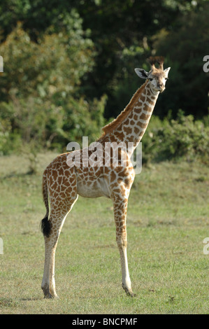 Junge Masai Giraffe, Giraffe Giraffa Tippelskirchi, auch bekannt als Kilimanjaro Giraffe, Masai Mara National Reserve, Kenia Stockfoto