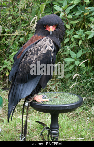 Captive Bateleur Terathopius ecaudatus Stockfoto