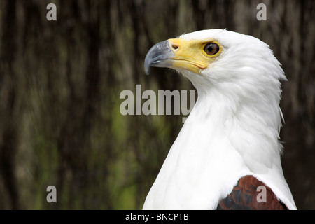 Enge, der Kopf der An afrikanischen Fisch Adler Haliaeetus vocifer Stockfoto