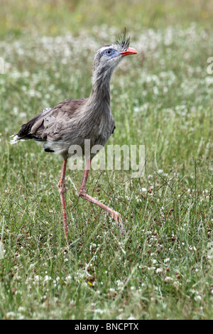 Captive rotbeinige Seriema Cariama Cristata In Grass Stockfoto