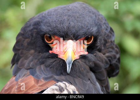 Kopf von A Bateleur Terathopius ecaudatus Stockfoto