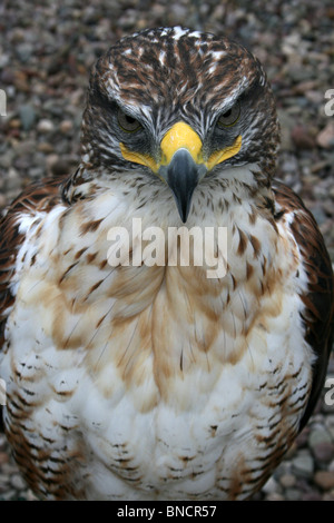 Enge, von eisenhaltigen Bussard Buteo regalis Stockfoto